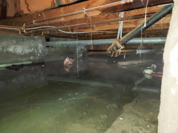 Best Water damage cleanup near me  in San Fernando, CA